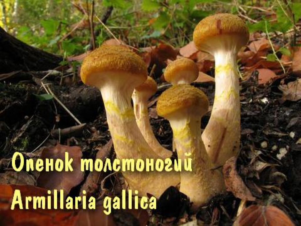 Опенок Толстоногий Фото И Описание Сорта Опенок Толстоногий Фото И Описание Сорта